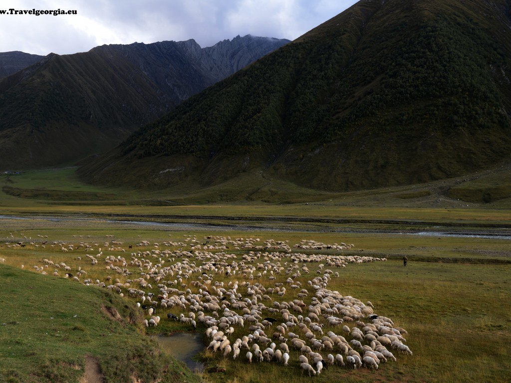 8 DIENŲ KELIONĖ PO GRUZIJOS KALNUS (IŠ TBILISIO)